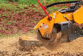 How Our Tree Care Process Works  in  Newport Beach, CA