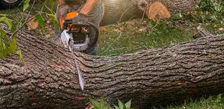 Best Tree Trimming and Pruning  in Newport Beach, CA