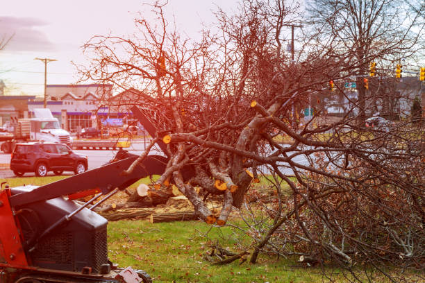 Best Root Management and Removal  in Newport Beach, CA