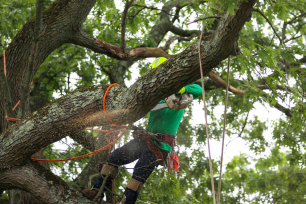 Best Hazardous Tree Removal  in Newport Beach, CA