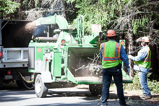 Tree and Shrub Care in Newport Beach, CA