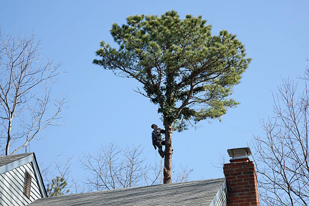 Best Storm Damage Tree Cleanup  in Newport Beach, CA