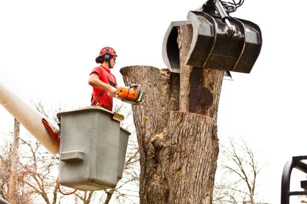 Best Tree Health Inspection  in Newport Beach, CA