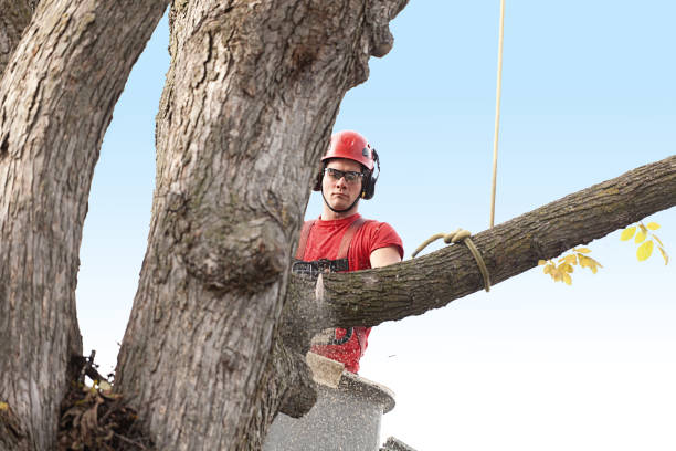 Best Tree Maintenance Programs  in Newport Beach, CA